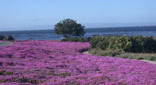 Pacific Grove, CA: Ice Plants Grow Along the Paths